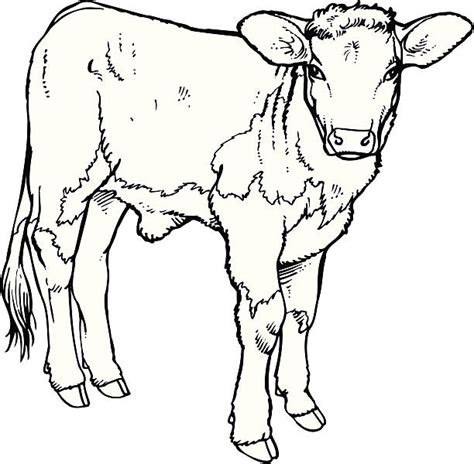 calf clip art vector images illustrations istock