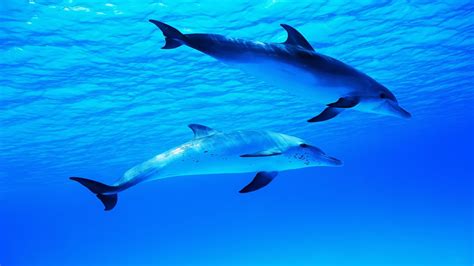 [39 ] dolphin underwater wallpaper on wallpapersafari