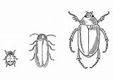 Escarabajos Kevers Colorare Disegno Scarabei Educima Insectos Cucarachas Afbeelding sketch template