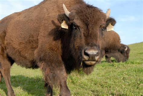 european bison  animal facts appearance diet habitat behavior