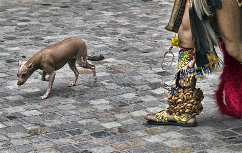xoloitzcuintli ancient breed  dogs   aztecs flickr