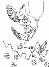 Hummingbird Coloring Pages Printable Hummingbirds Kids Adult Color Drawing Print Throated Birds Ruby Adults Template Butterfly Horse Books Getdrawings Step sketch template