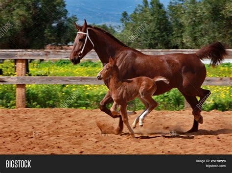 brown horse mare colt image photo  trial bigstock