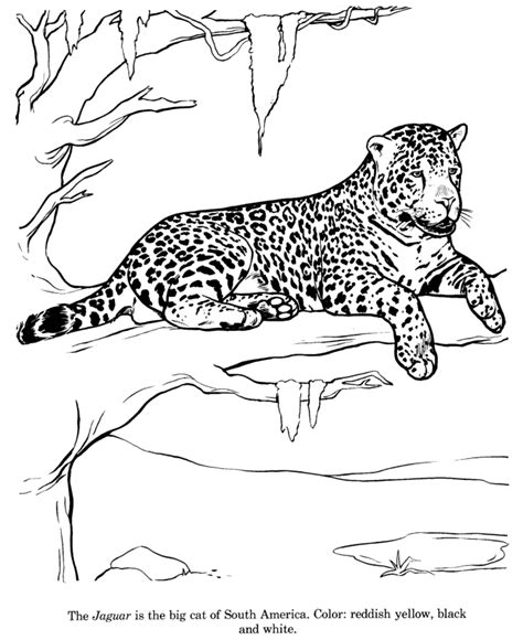 animal drawings coloring pages jaguar animal identification drawing