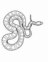 Cobra Vipera Viper Serpientes Boa Rattle Colorir Snakes Reptiles Schlange Dibujo Hellokids Serpiente Kingsnake Desenhos Lineart Schlangen Entitlementtrap Artsy Malvorlagen sketch template