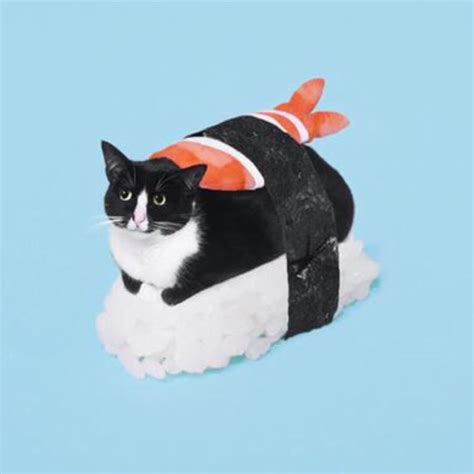 sushi cat youtube