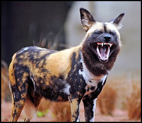 african painted dog zoochat