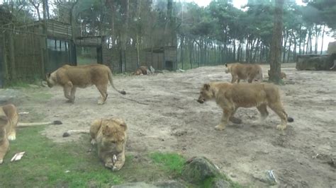 safaripark beekse bergen leeuwenverblijf  youtube