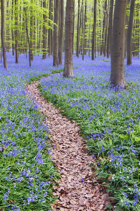 blue forest  belgium    magical housebeautifulcom beautiful forest beautiful