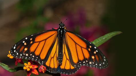 what does adult monarch butterfly eat ass photo xxx