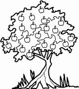 Pohon Mewarnai Jeruk Outline Spring Nipis Pommier Coloriages Sketsa Tanaman Buah Keren Inilah Clipartmag Dapat Clipground sketch template