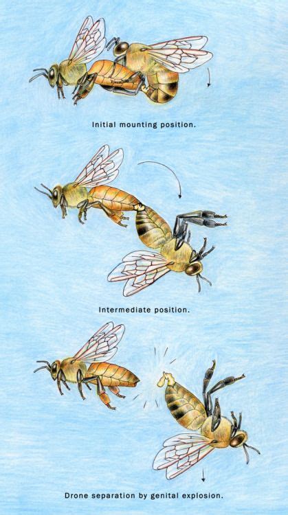 Pin On Beekeeping