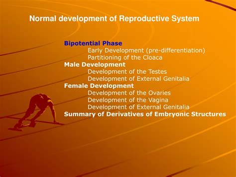 ppt development of urogenital system powerpoint presentation free