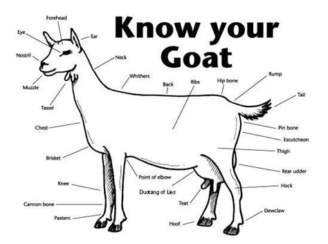 external anatomy   goat boer goats pygmy goat show goats