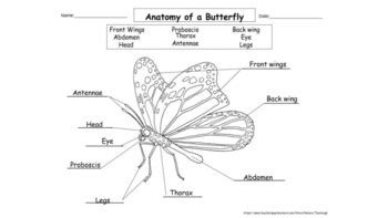 butterfly anatomy diagram gif