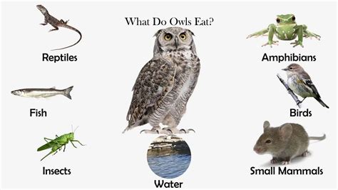 owls eat feeding nature