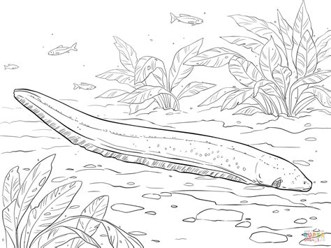 electric eel coloring page  printable coloring pages coloring