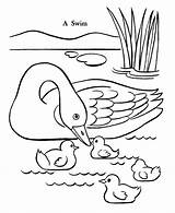 Pato Easter Ducks Familiar Itik Mewarna Koleksi Indah Taube Enten Dibujosonline Draw Ketupat Raisingourkids Categorias Coloringhome Zapisano sketch template