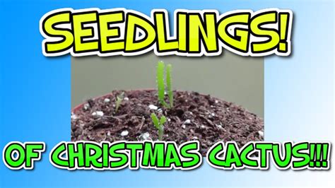 christmas cactus grow  seeds  dont
