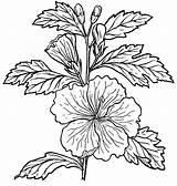 Hibiscus Drawing Flower Line Drawings Flowers Clipart Simple Pencil Plant Sketch Draw Clip Step Label Getdrawings Collaboration Psf Plante Vector sketch template