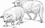Gregge Pecore Disegni Pascolo Colorare Risultati Sheeps Weiland Koe Weidende sketch template