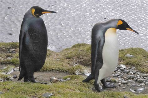 melanistic king penguin melanistic animals melanistic melanism