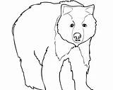 Bear Coloring Pages Printable Getcolorings Color Adult sketch template
