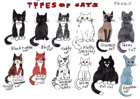 types  cats heres  bunch  cats  drew  thinking flickr