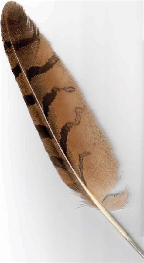understanding  eagle feather meaning symbolism  american culture