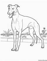 Doberman Coloring Pages Colorat Desene Cu Pinscher Color Caine Greyhound Puppy Planse Printable Getcolorings Template sketch template