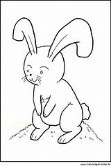 Kaninchen Malvorlage Ausmalen Hasen Haustiere sketch template