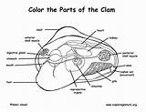 Clam Zoology Clams Arteries Exploringnature sketch template