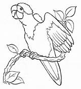 Perroquet Parrot Kolorowanki Papuga Branche Parrots Papagaios Colorier Papagei Poulet Perroquets Araras Wydruku Pets sketch template