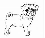 Pug Puppy Pugs Wecoloringpage Birijus Azcoloring sketch template