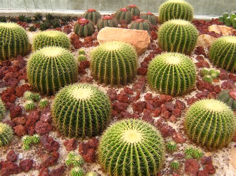 ficheirosingapore botanic gardens cactus garden jpg wikipedia  enciclopedia livre