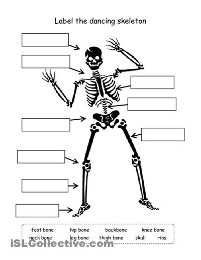 cut  paste skeleton homeschooling pinterest human body unit