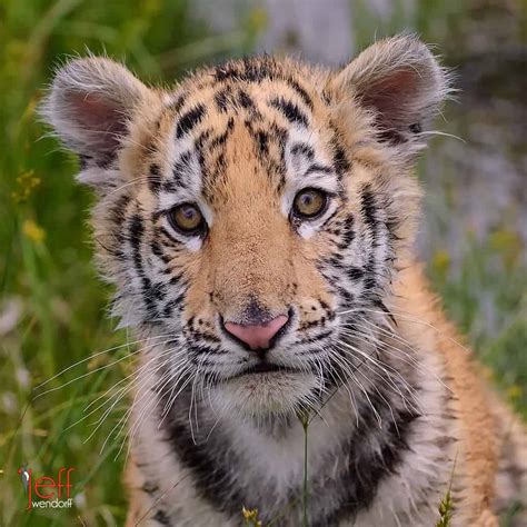 baby tiger arrives  wildlife photography workshop jeff wendorffs