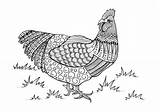 Coloring Chicken Adult Pages Printable Colorful Animal Pdf Adults Intricate Favecrafts Template sketch template