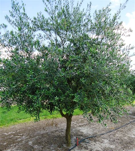 olive trees allison family farm