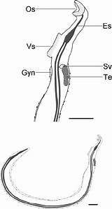 Schistosoma Male Morphology Sucker Summarizing Ventral Gyn Esophagus sketch template