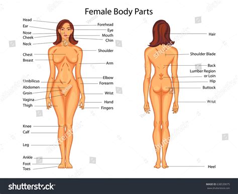medical education chart biology female body stock vector