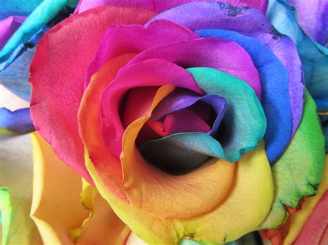 beautiful rainbow roses vitalcute