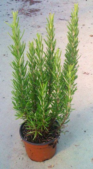 Rosemary Is A Perennial Evergreen Shrub With Blue Flowers