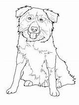 Collie Border Coloring Pages Australian Shepherd Dog Printable Drawing Print Color Puppy Supercoloring Line Stencil Colors Dogs German Drawings Sheets sketch template