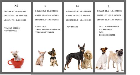 small dog breeds images dog breeders guide