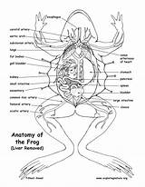 Liver Frog Anatomy Drawing Exploringnature Under Human Getdrawings Cell sketch template