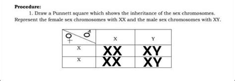 1 Draw A Punnett Square Which Shows The Inheritance Of The Sex