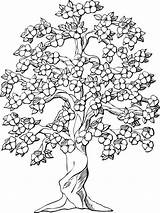 Coloring Pages Tree Adult Printable Adults sketch template