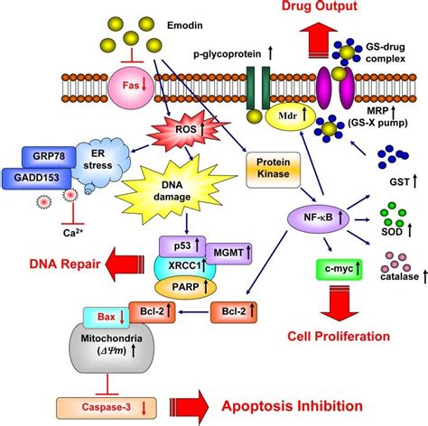 proposed molecular mechanism   signaling pathway   scientific diagram