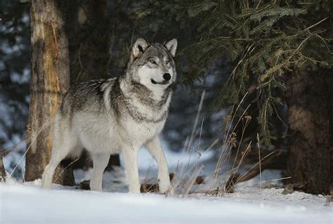portrait   alpha male gray wolf photograph  jim  jamie dutcher